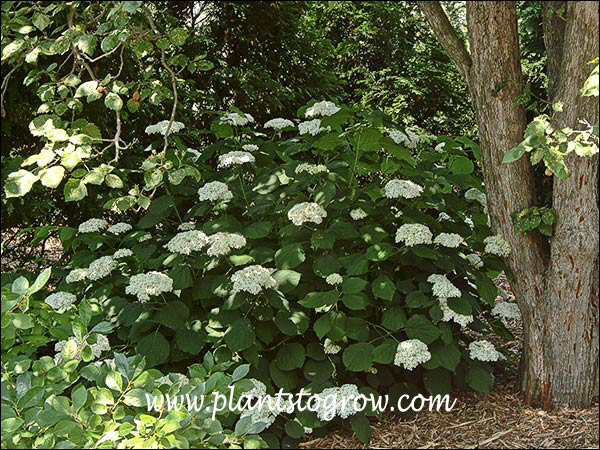 Growing in a shady areas under a Hawthorne tree (July 3).